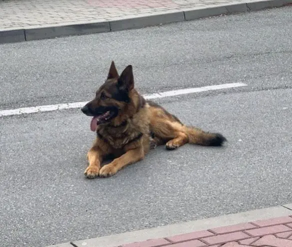 Fot. Schronisko Kundelek