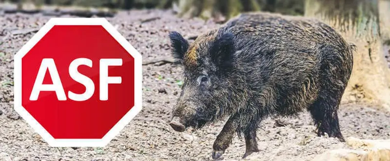 ASF na Podkarpaciu! Wojewoda wyznaczyła strefę zakażenia