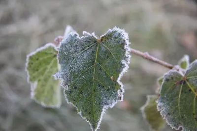 Fot. Nadleśnictwo Browsk